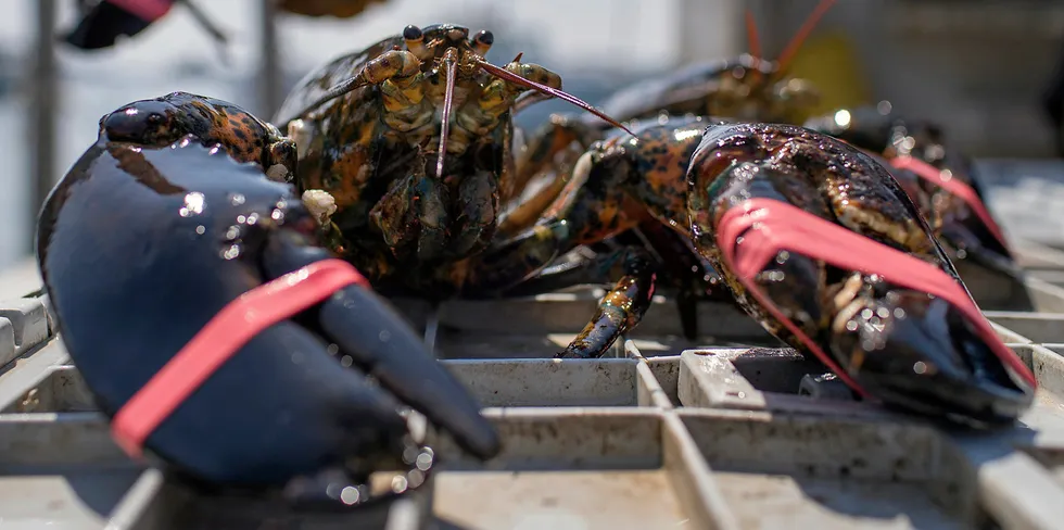 Lobsters caught in the Gulf of Maine are seen at the Stonington Lobster Co-Op wharf.