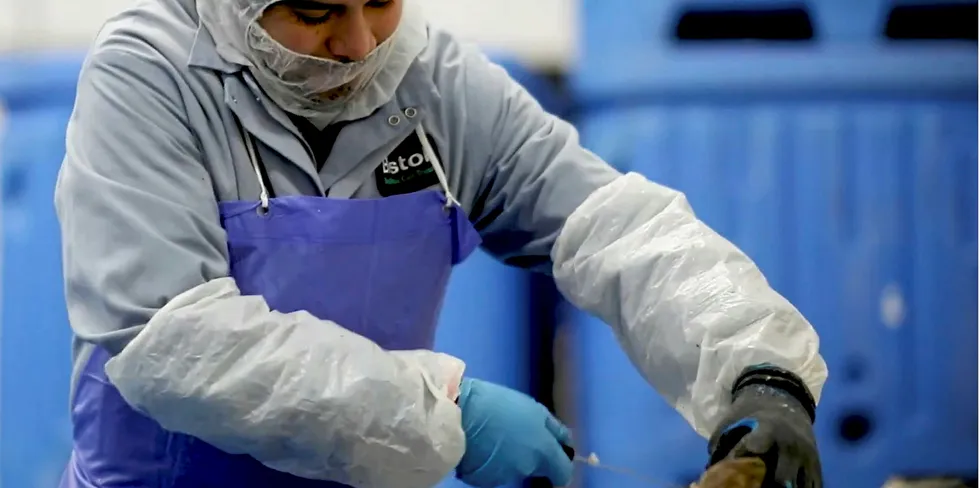 Bristol Seafood processing plant worker fillets a fish in the company's Maine processing facility. The operation has been temporarily shut down after a case of COVID-19 was detected in employees.