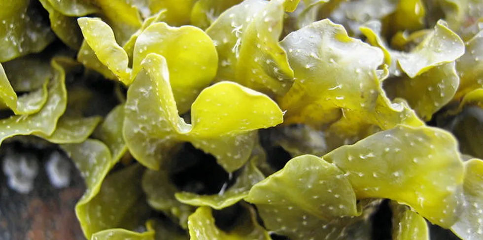 The Seaweed Company bills the further investment by Colruyt as as "huge step."