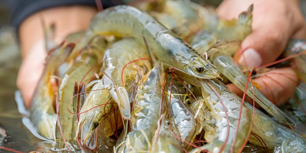 Booming Ecuadorian shrimp exports drove the company's decision to build a new plant on an existing site.