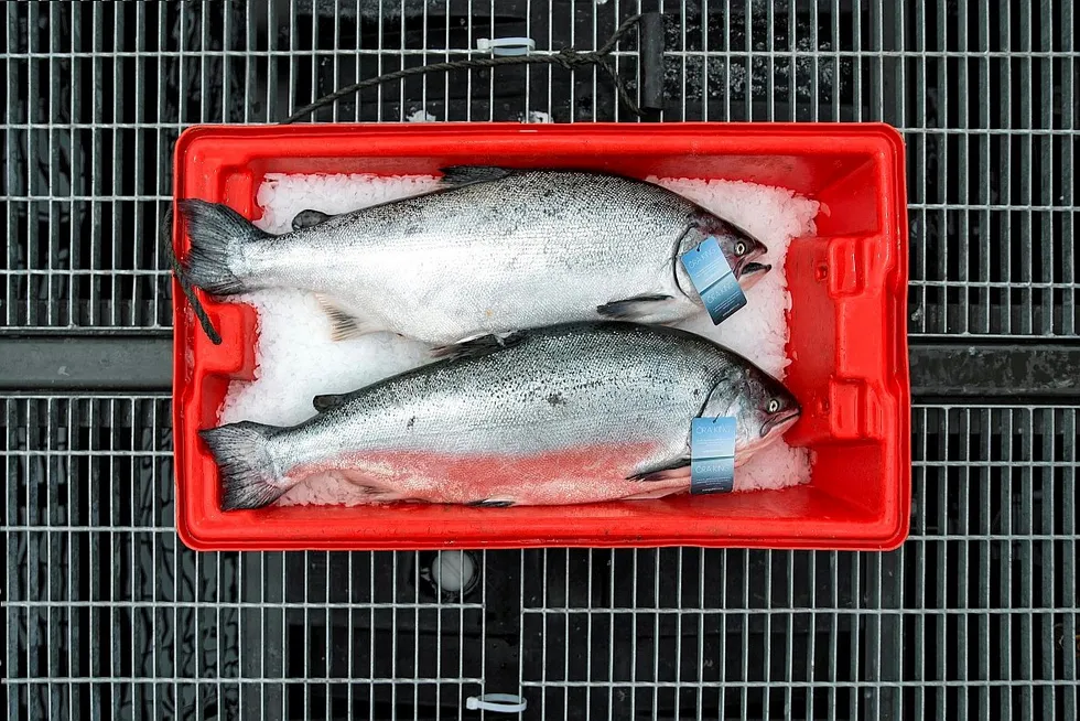 New Zealand King Salmon's Ora King salmon, which finds a large market in the United States.