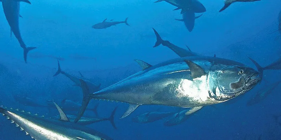 Eastern Atlantic bluefin tuna stocks used to be in decline but are now recovering thanks to compliance of strict stock management. WWF/M. San Felix ved gjenbruk