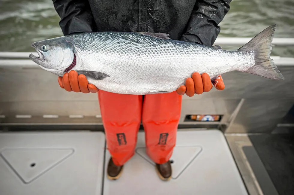 How Bristol Bay fishermen fared during a major industry shakeup in Alaska was among the most-read topics of the year for salmon.