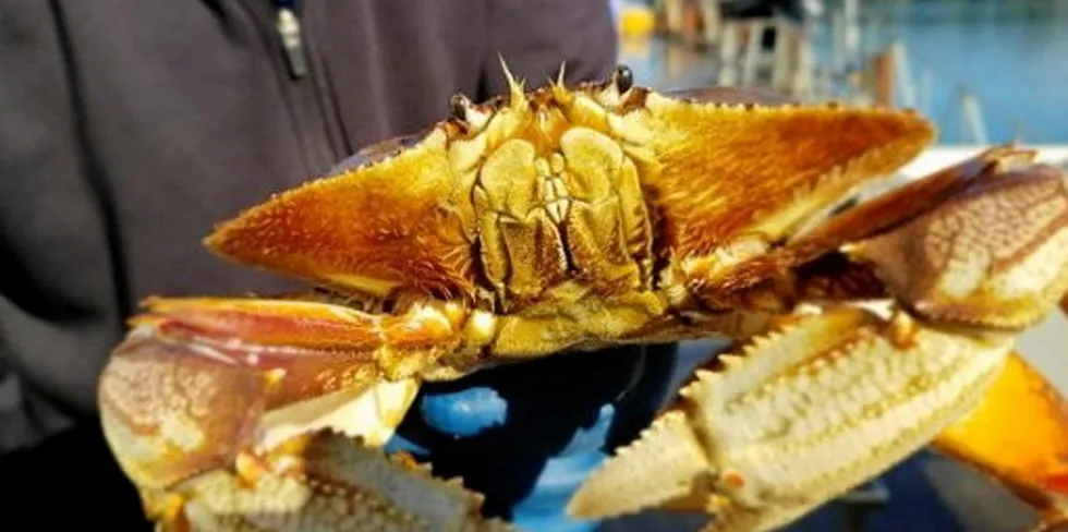 The Oregon Dungeness Crab season opens Jan. 15