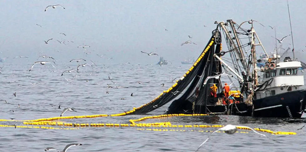 The start of Peru's second anchovy season in north central waters was delayed in November leaving a race against the clock in January before inclement weather intervenes.