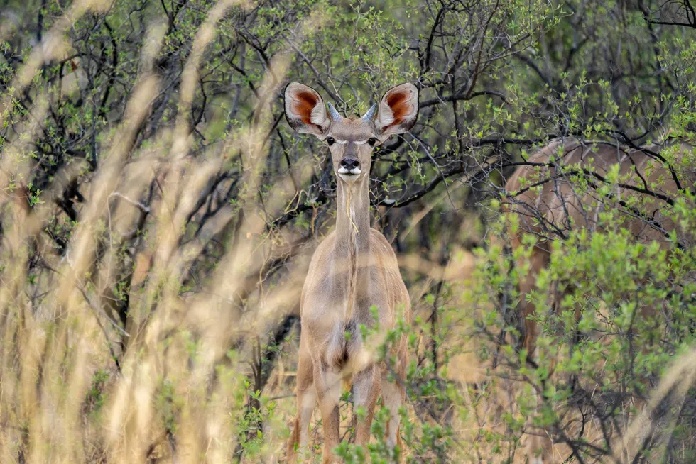 Spotted: Namibia's low profile Kudu gas project is back in the spotlight