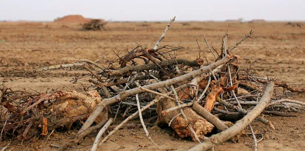 Wood waste from a California orchard.