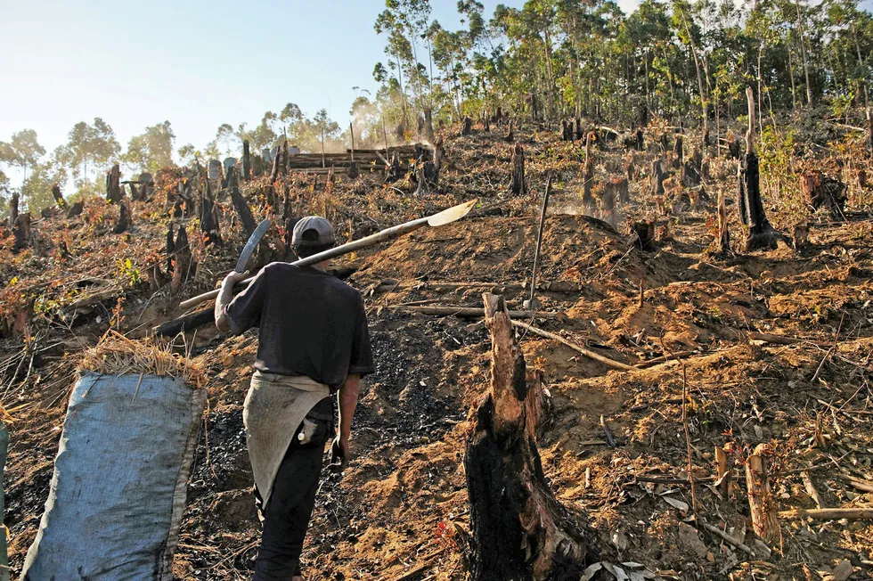 Decarbonisation: nature-based solutions include reforestation efforts and other conservation