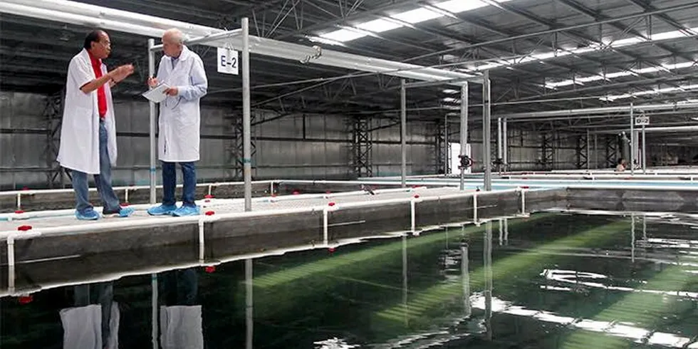 Sino Agro Food, creators of the defunct Chinese land-based shrimp known as "megafarm" have suffered another major loss -- this time at its fish farms.