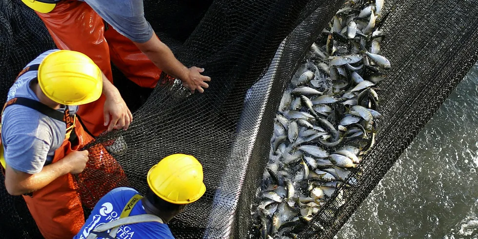 Omega Protein fisherman Anthony Hodges(bottom), Justin Cammarata (C), and Dalton Keyser riding in a purse boat, pull on a net filled with Menhaden fish as they unload their catch to the 'Reedville' off the coast of Smith Island in Virginia on June 22, 2015.