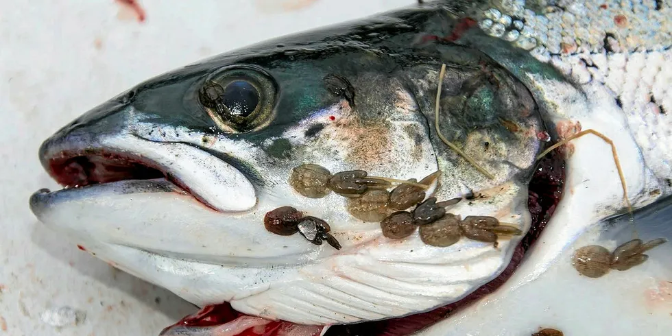Sea lice continue to be one of the salmon farming sector's biggest challenges.
