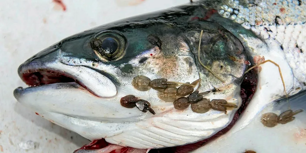 Just what the heck are sea lice, anyway?
