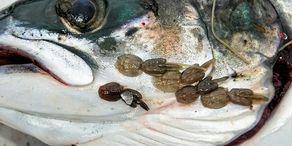 Mowi South: Cleaner fish the way ahead for the foreseeable future.