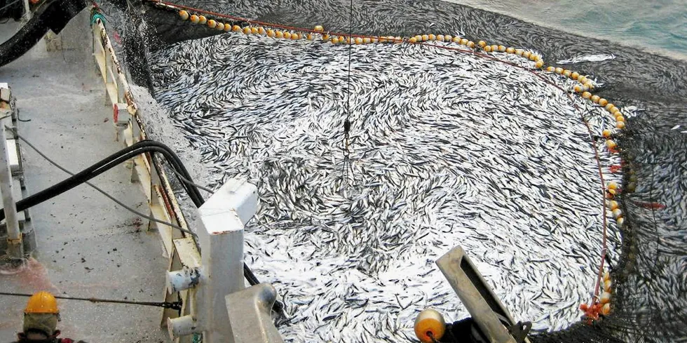 ICES is proposing a quota of 511,171 metric tons for Norwegian spring-spawning herring next year, down from an estimated catch of 827,963 metric tons in 2022.