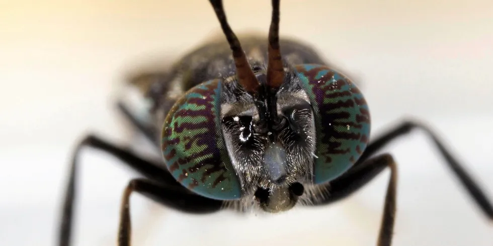 Insect feed production is moving to Latin America.