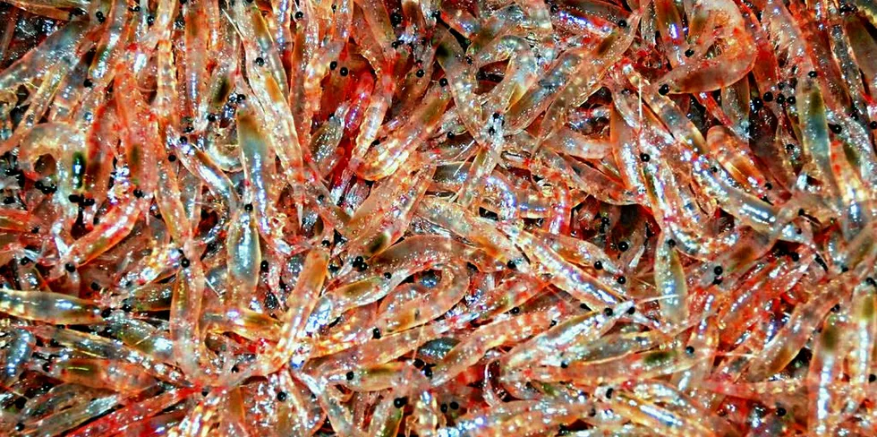 Rimfrost wins another krill patent case against Kjell Inge Rokke's Aker Biomarine.