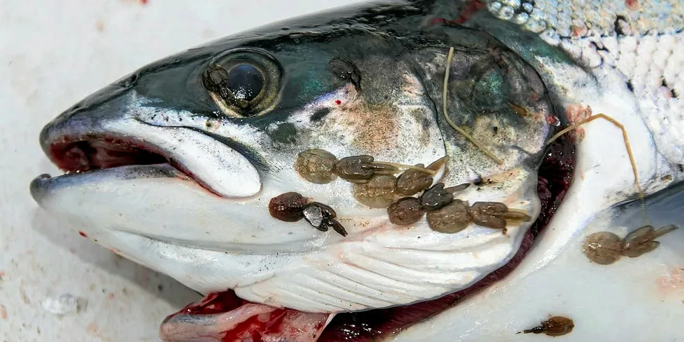 Sea lice has long been the scourge of the salmon farming industry.