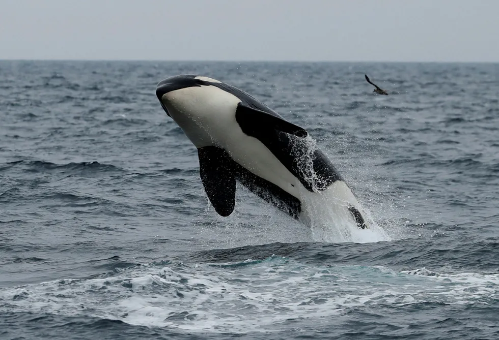 Making a splash off Mauritania: BP has uncovered a major gas discovery with its Orca-1 exploration well