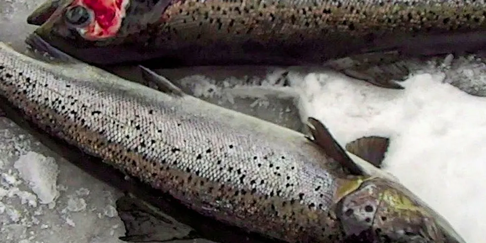 Fish documented with fungus at Cooke's salmon operations in Bingham, Maine.