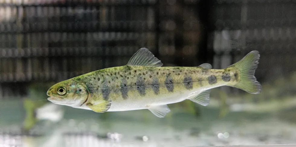 Nofima’s trials show that salmon parr like feed that contains insect meal, and grow just as well with stickwater in the feed as without.