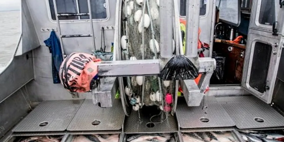 While there have been record runs in recent years, Bristol Bay sockeye salmon sizes have been getting smaller, according to some scientists who study the fishery.