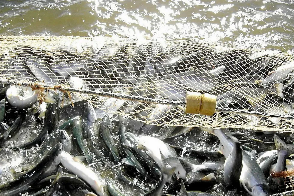 Russian imports of Chilean salmon almost halved in the first six months of the year.