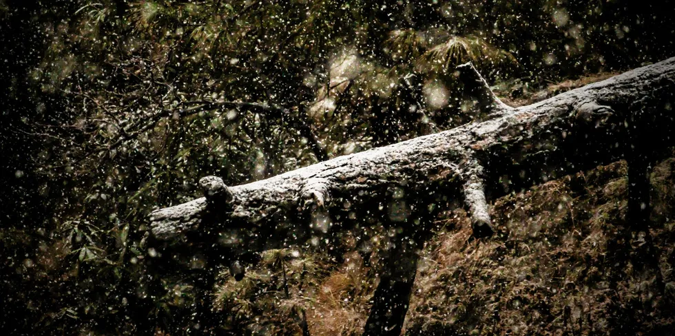 The soy industry has contributed to devastating deforestation in places like Brazil.