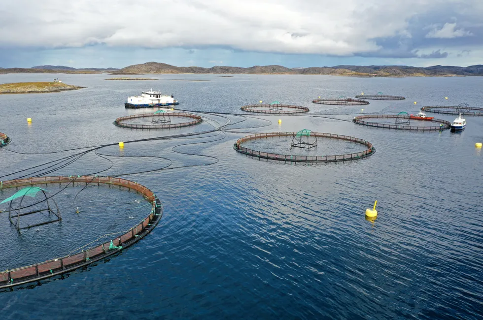 The Norwegian Food Safety Authority received notification of a suspected ISA case on July 26 and plans an immediate follow-up inspection. The picture is not related to the article.