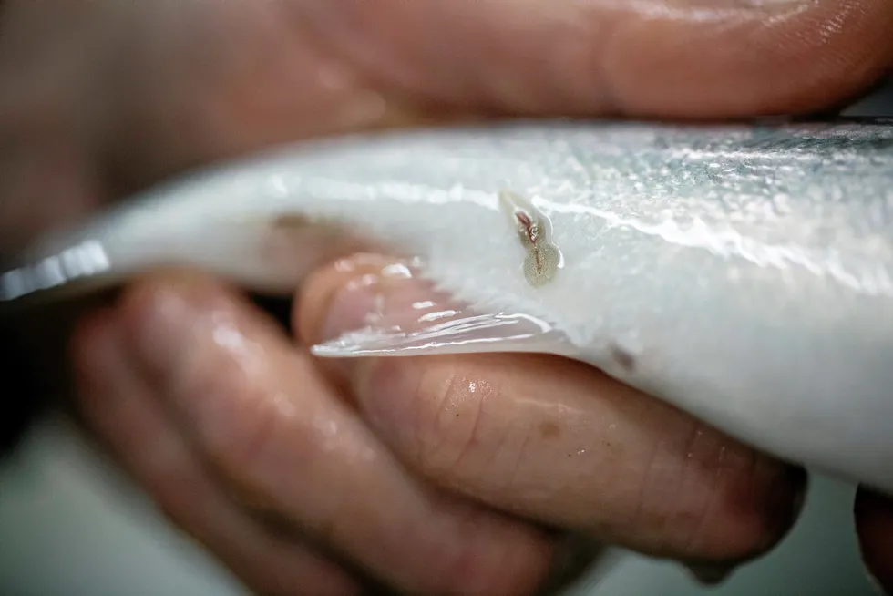 New research illustrates the troubling trend of sea lice in Northern Norway salmon farms.