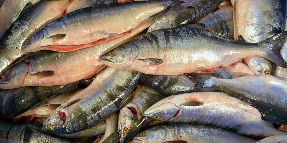 Russia's wild pink salmon catch is expected to be another big one.