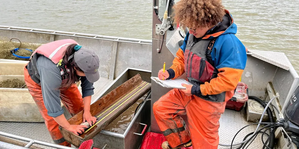 ADF&G sonar test fishing crew counts the haul. Several Alaska Native tribes are asking the US pollock industry to impose a chum salmon bycatch cap.