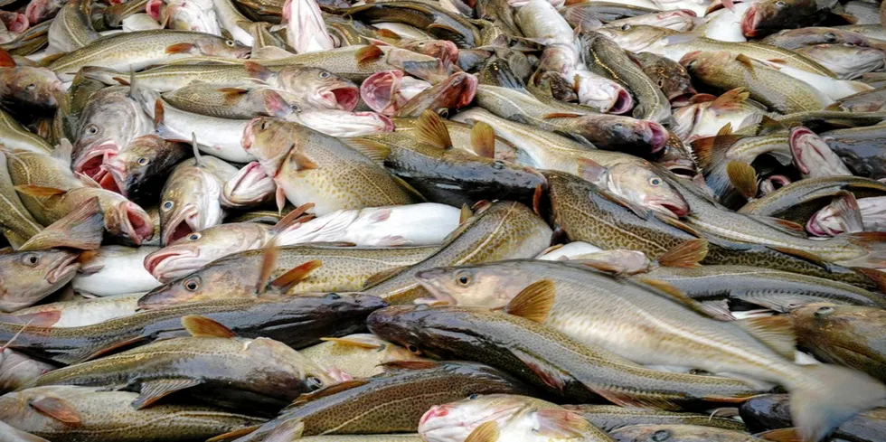 Norwegian and Russian authorities will, as usual, set the final quotas through the Joint Norwegian-Russian Fisheries Commission, which normally takes place in October.