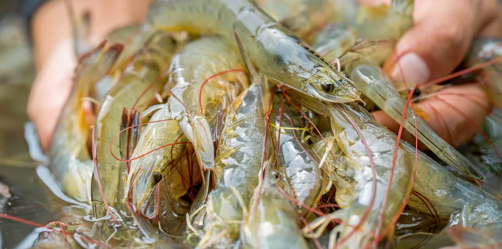 Santa Priscila is one of Ecuador's biggest shrimp farmers.