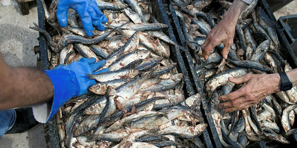 Herring is packed into crates in Deer Isle, Maine, US