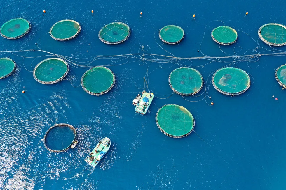 The lower supply of sea bass and sea bream in the Mediterranean is being met with a "sudden large increase in demand" which is also helping to push prices up.