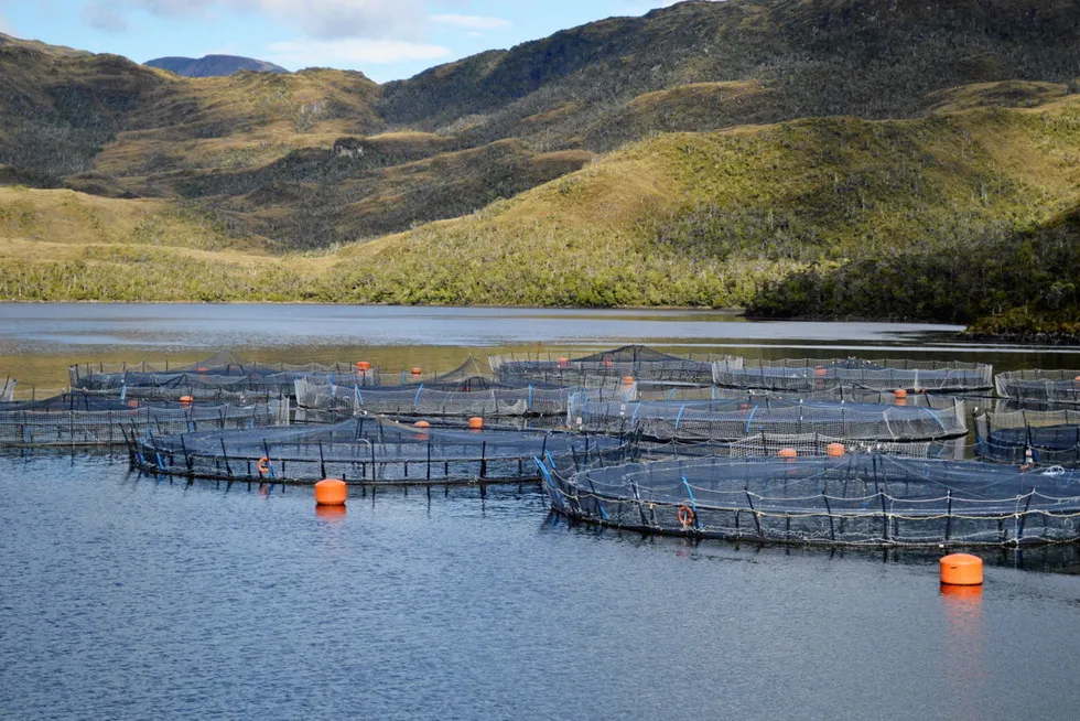 Salmon farmers continue to struggle with losses from disease and other factors.