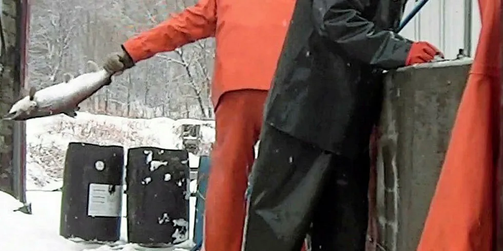 Footage depicts a worker bashing a fish into wall