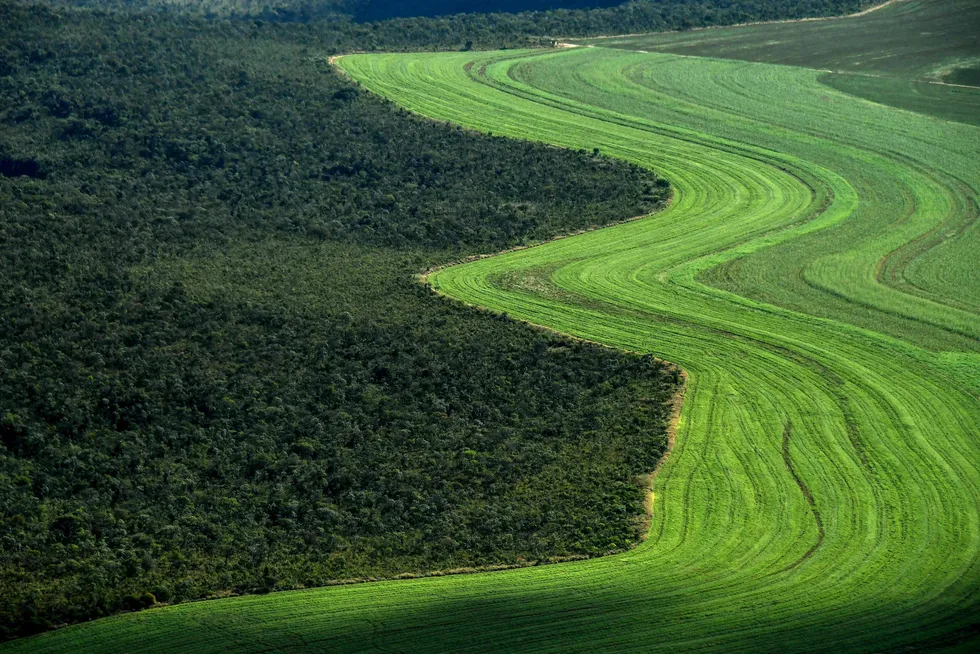 More trees please: energy and other industries are looking to offset carbon emissions through tree planting initiatives, such as in the Brazilian Amazon