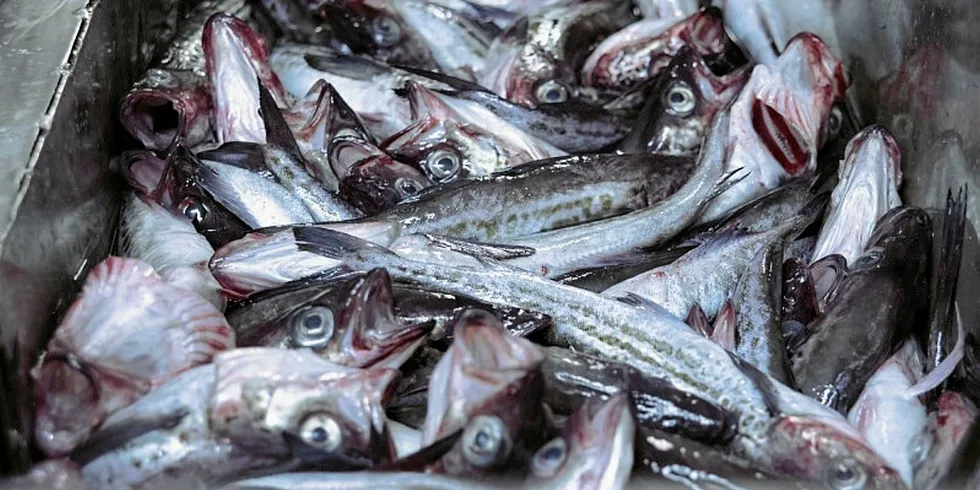 Russian pollock ready for processing. The latest acquisition is a sign of the massive consolidation expected to hit the sector.