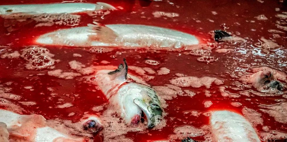 Farmed Norwegian salmon prices are "bloody" compared to the week prior.