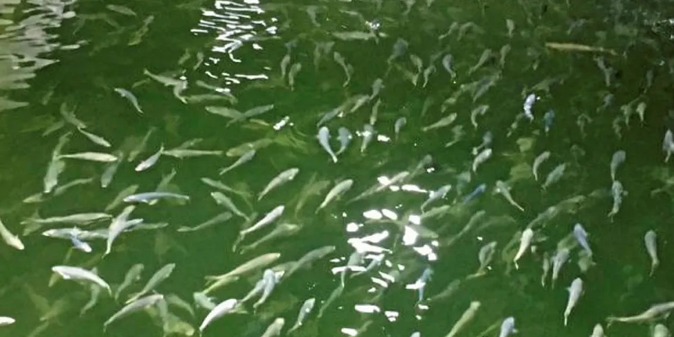 Nordic Aquafarms is moving forward with a large RAS project in California.