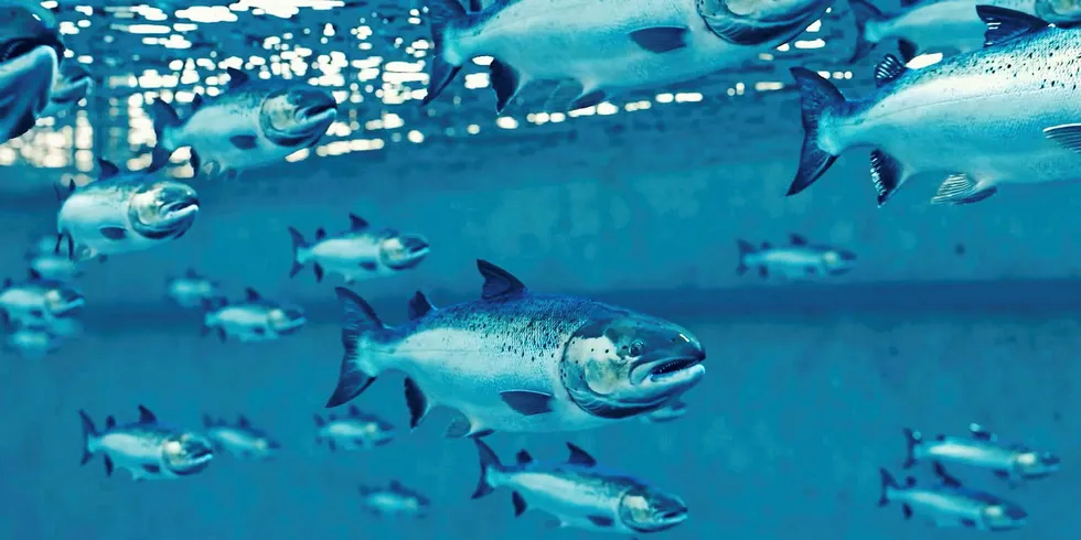 IntraFish Media's newest Business Intelligence report, "Land-Based Salmon: Aquaculture's New Disrupter," offers you the most comprehensive look into the sector to date.