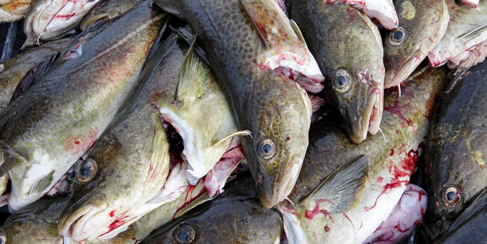 . North Sea Cod.