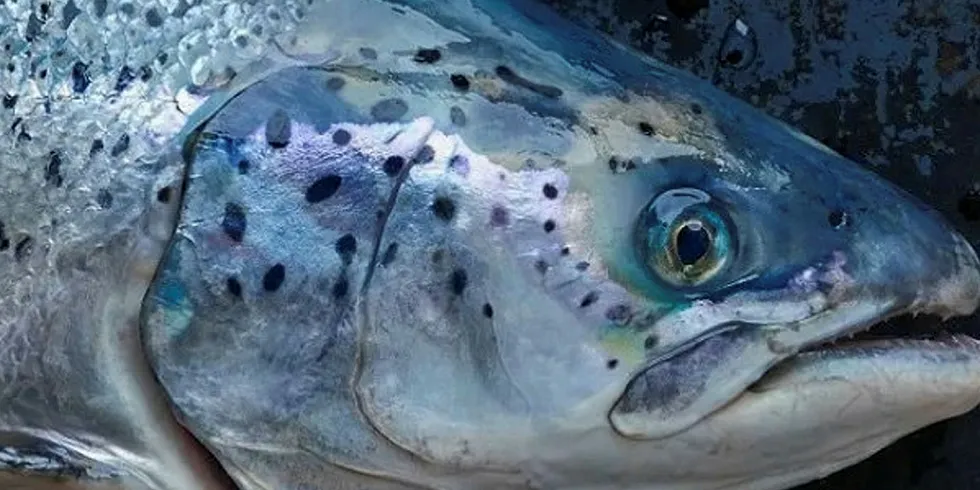 Cermaq True Arctic Salmon.