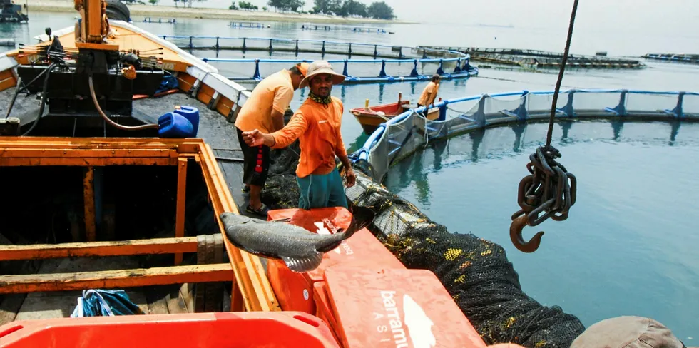 Harvesting fish at Barramundi Asia where Louis Dreyfus already has a stake.