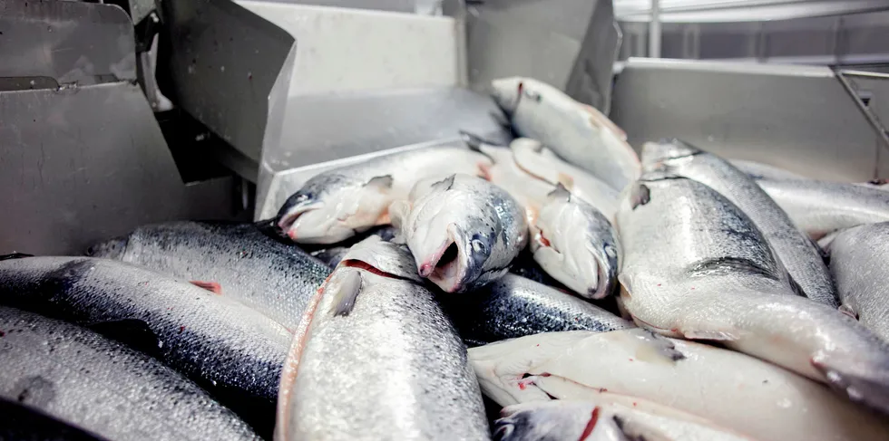 The US salmon market will stay strong, and prices may shift up, Australis US exec says.
