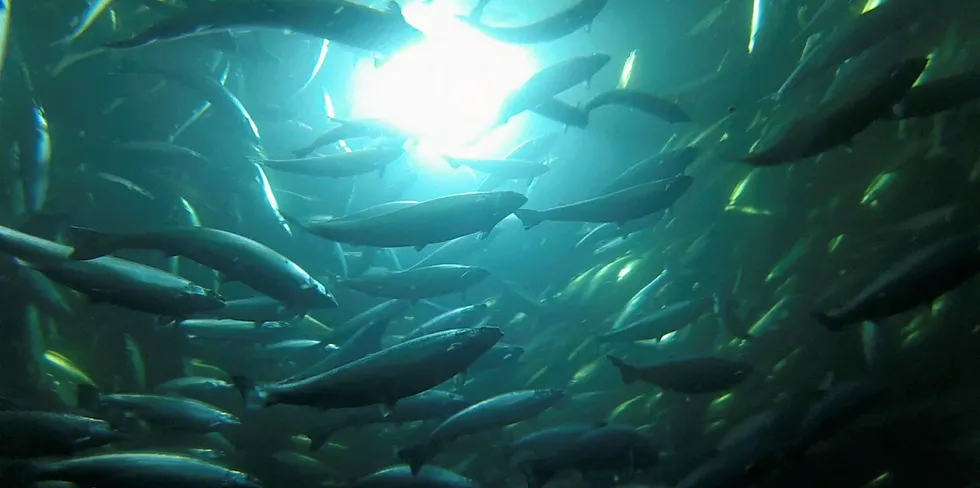 Salmon swim at a farm site.
