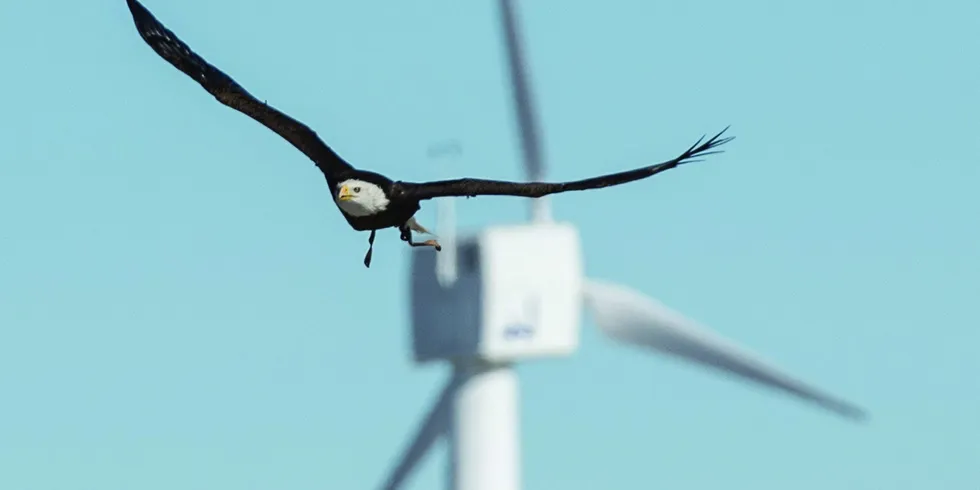 A Bald eagle flys at the US' National Wind Technology Center in Golden, Colorado