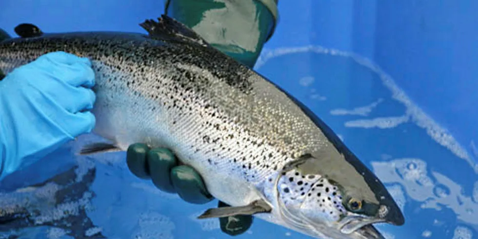 Sea lice are making their way into the headlines again.