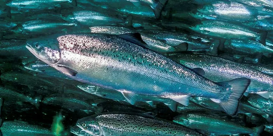 Grieg is ready to ramp up farmed salmon production in Canada. Main page photo: Grieg BC Managing Director Rocky Boschman.